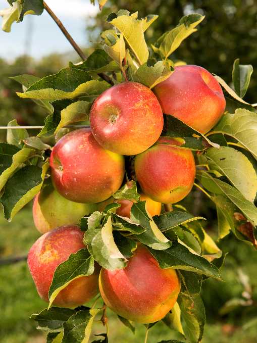 Äpfel am Baum