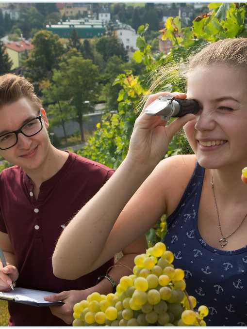 Schüler beim Prüfen der Trauben 