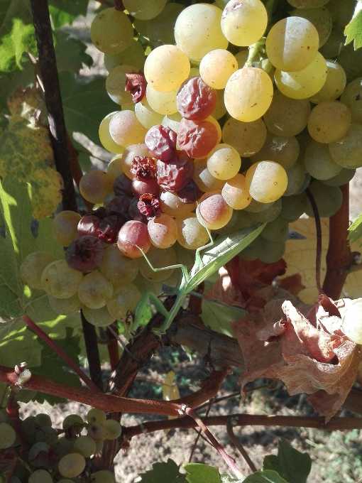 Grüner Veltliner mit Sonnenbrand und Gottesanbeterin