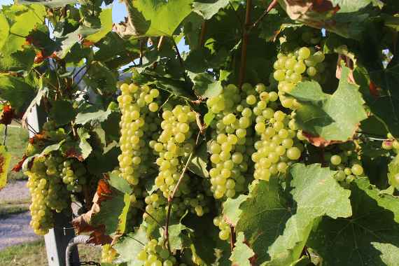 Weißwein Trauben auf Rebstock