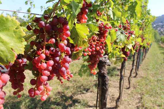 Rote Trauben auf Rebstöcken
