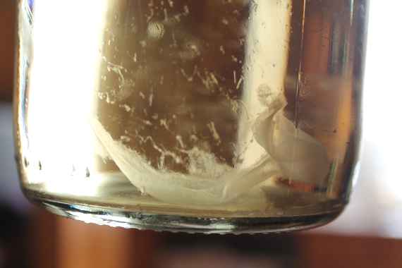 Glasflasche mit Schimmelpilzfäden