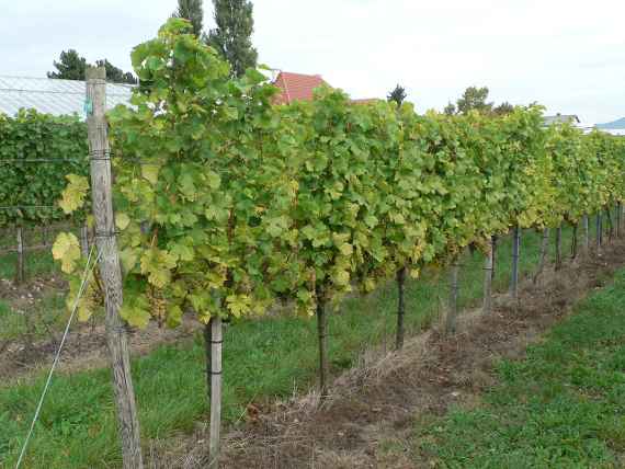 Grüner Veltliner Aroma