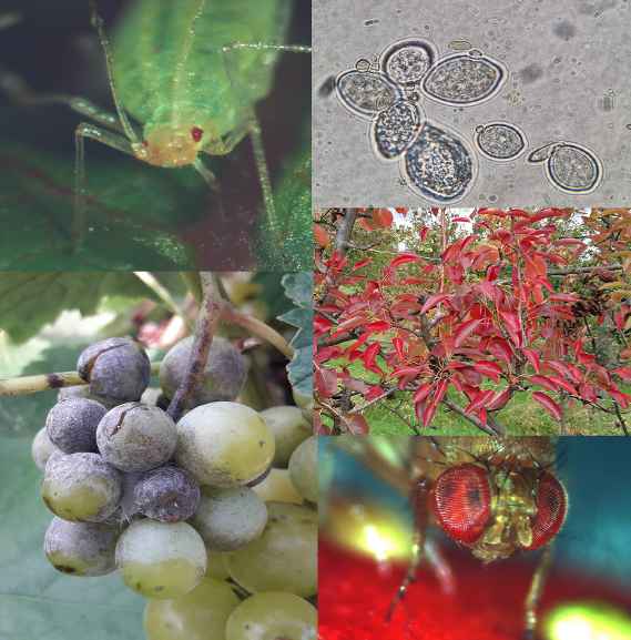 Bilder zu Marillenblattlaus, Echtem Rebenmehltau, Sporangien des Falschen Rebenmehltaus, Birnenverfall, Kirschessigfliege