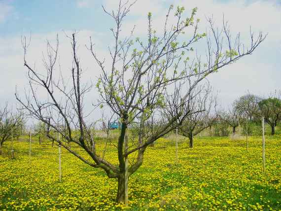 phytoplasmeninfizierter, absterbender Marillenbaum.