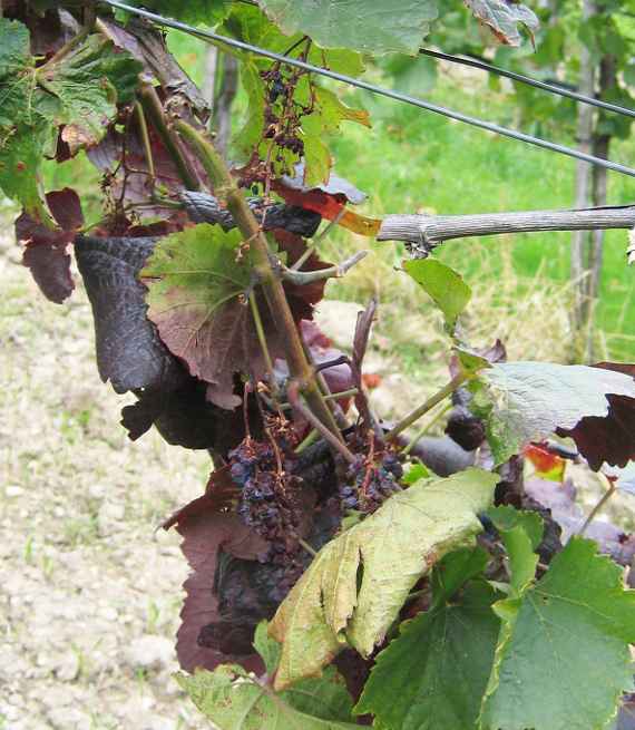 Rebe mit Symptomen von Stolbur Phytoplasma