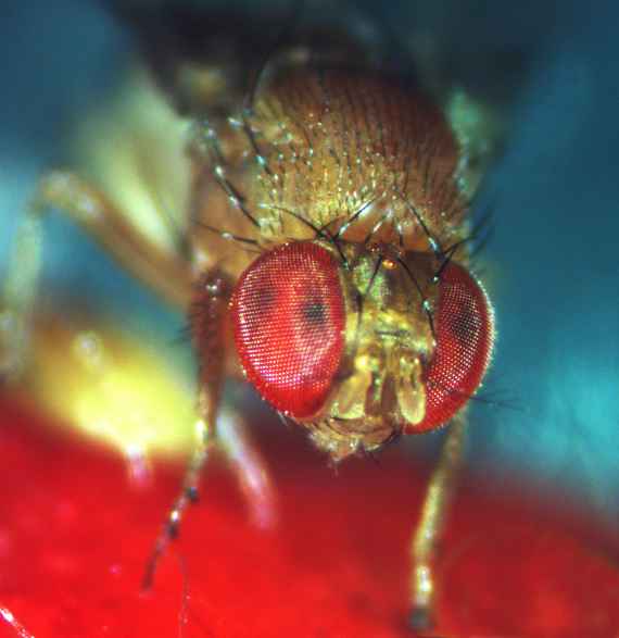 mikroskopische Aufnahme einer Kirschessigfliege