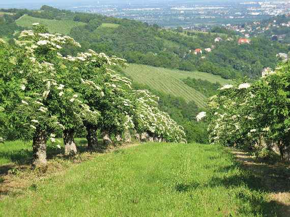Holunderblüten