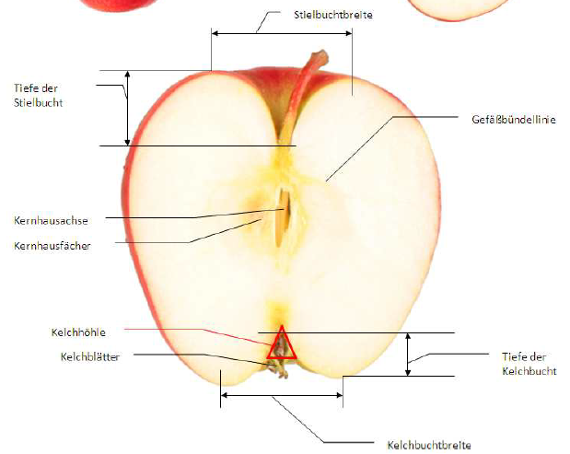 Querschnitt durch einen Apfel mit Beschreibung