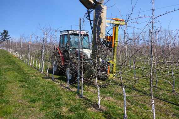 Baumschnitt durch Traktor