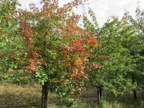 Birnenbaum