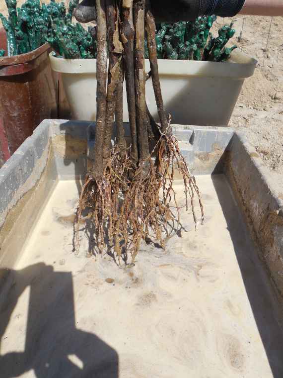 Mykorrhizapilze im Weinbau