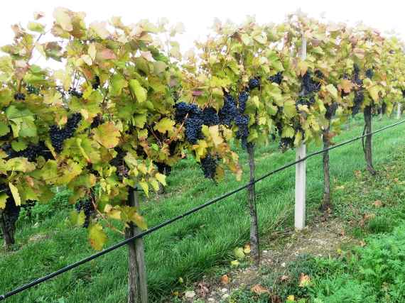 Vineyard