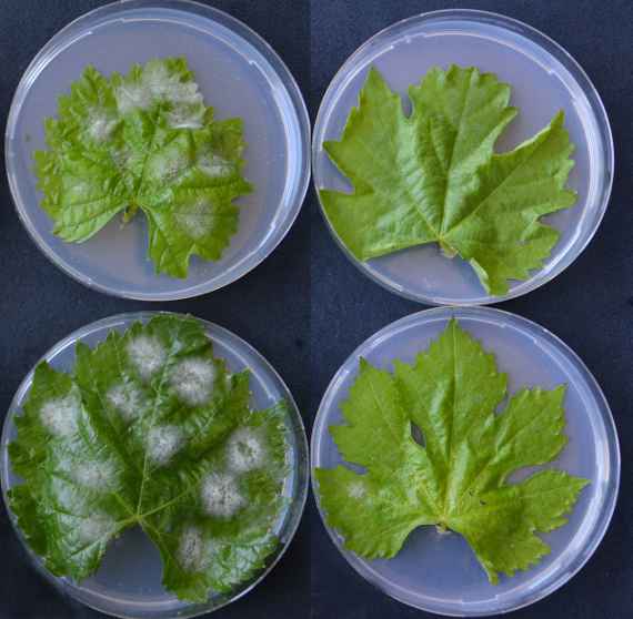 Rebblätter mit unterschiedlichem Befall durch den echten Rebenmehltau 