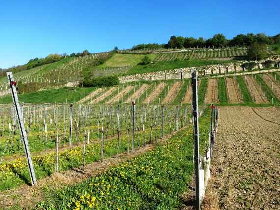 Vineyard