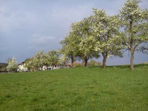 orchards