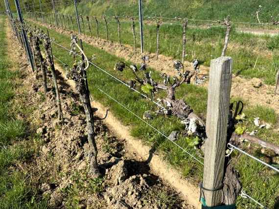 vineyard with frost damage