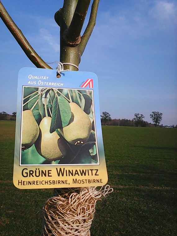 pear tree