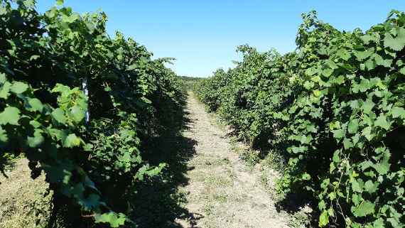 Vineyard