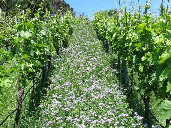 Vineyard