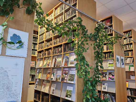 Hohe Regale in der Bibliothek mit Büchern und Zeitschriften. Die Regale werden von einer Pflanze geziert