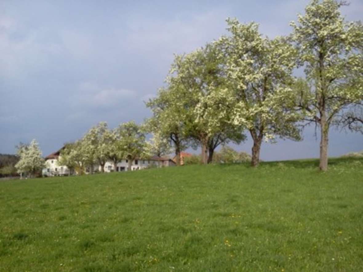 orchards