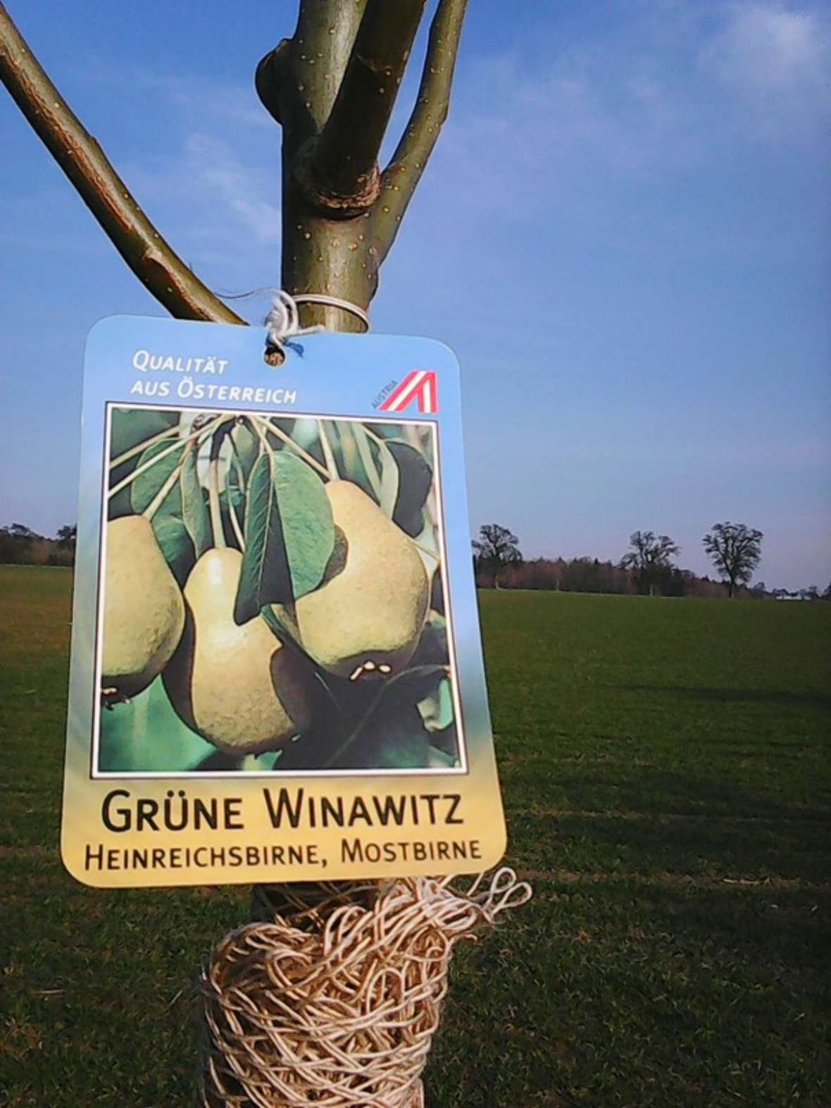 Birnenbaum