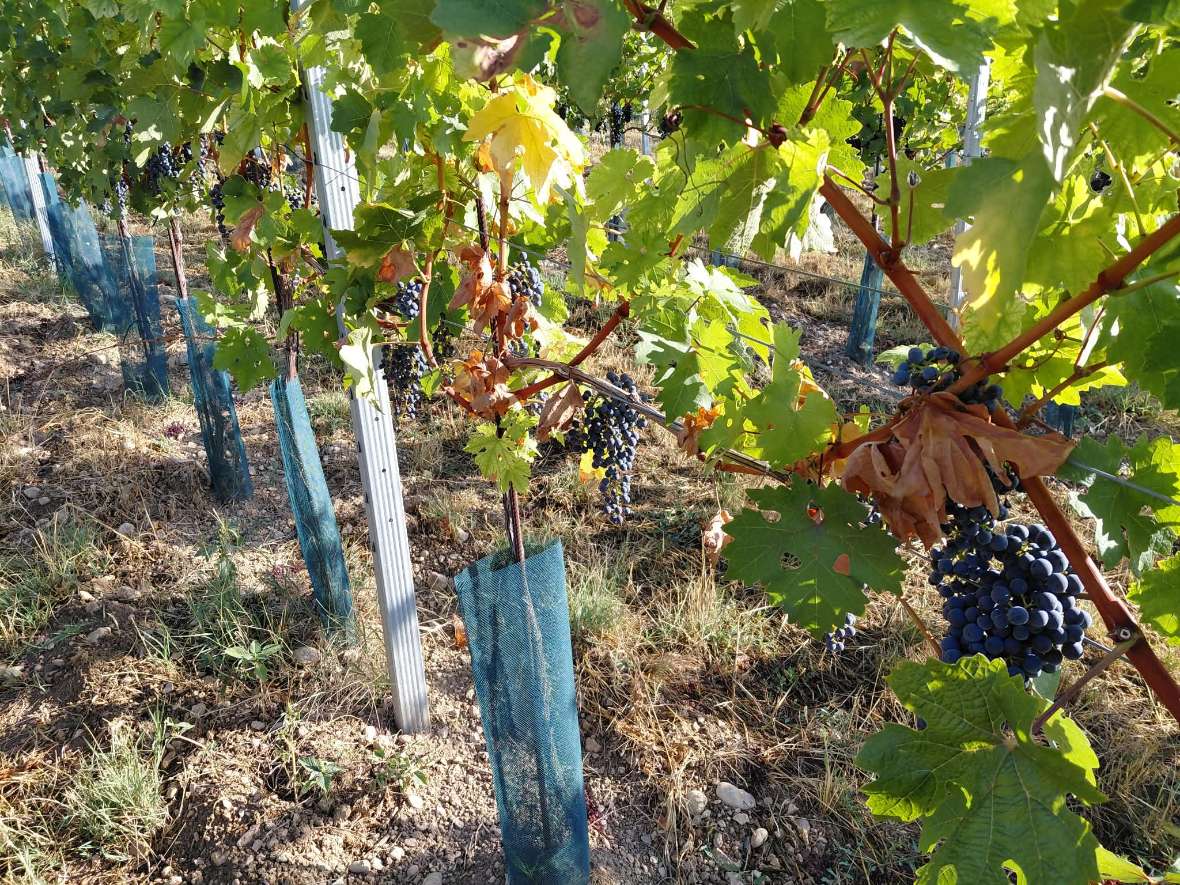 Trockenschäden bei Pinot Noir