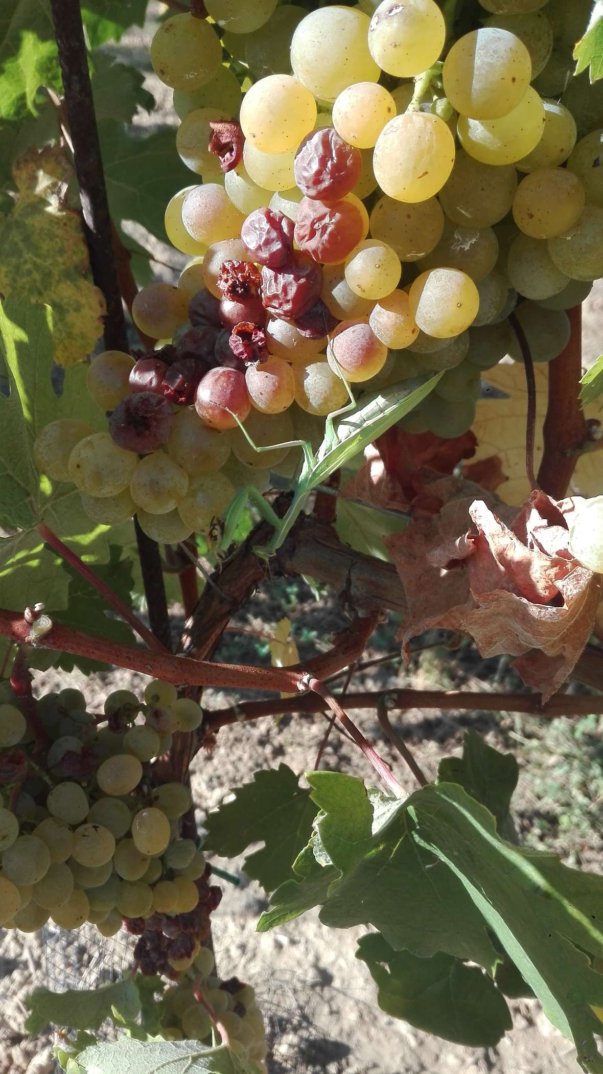 Grüner Veltliner mit Sonnenbrand und Gottesanbeterin