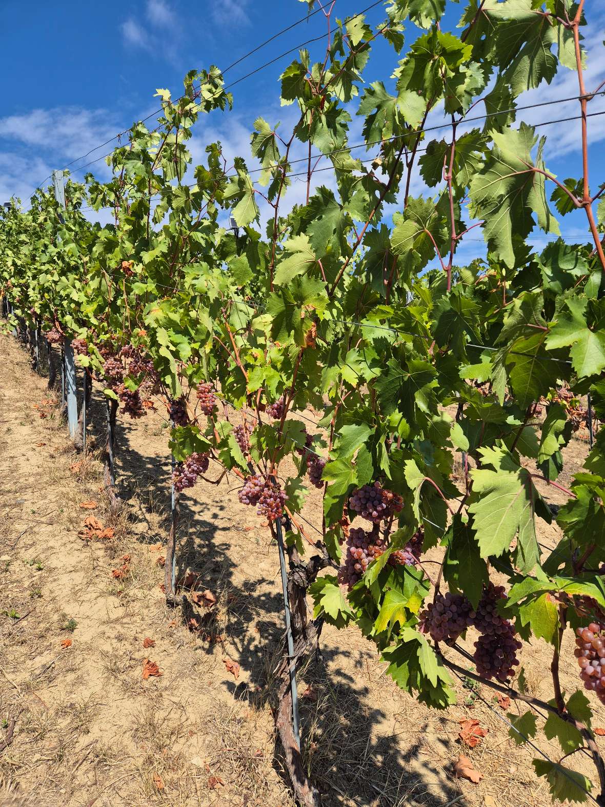 Roter Veltliner - nicht bewässert