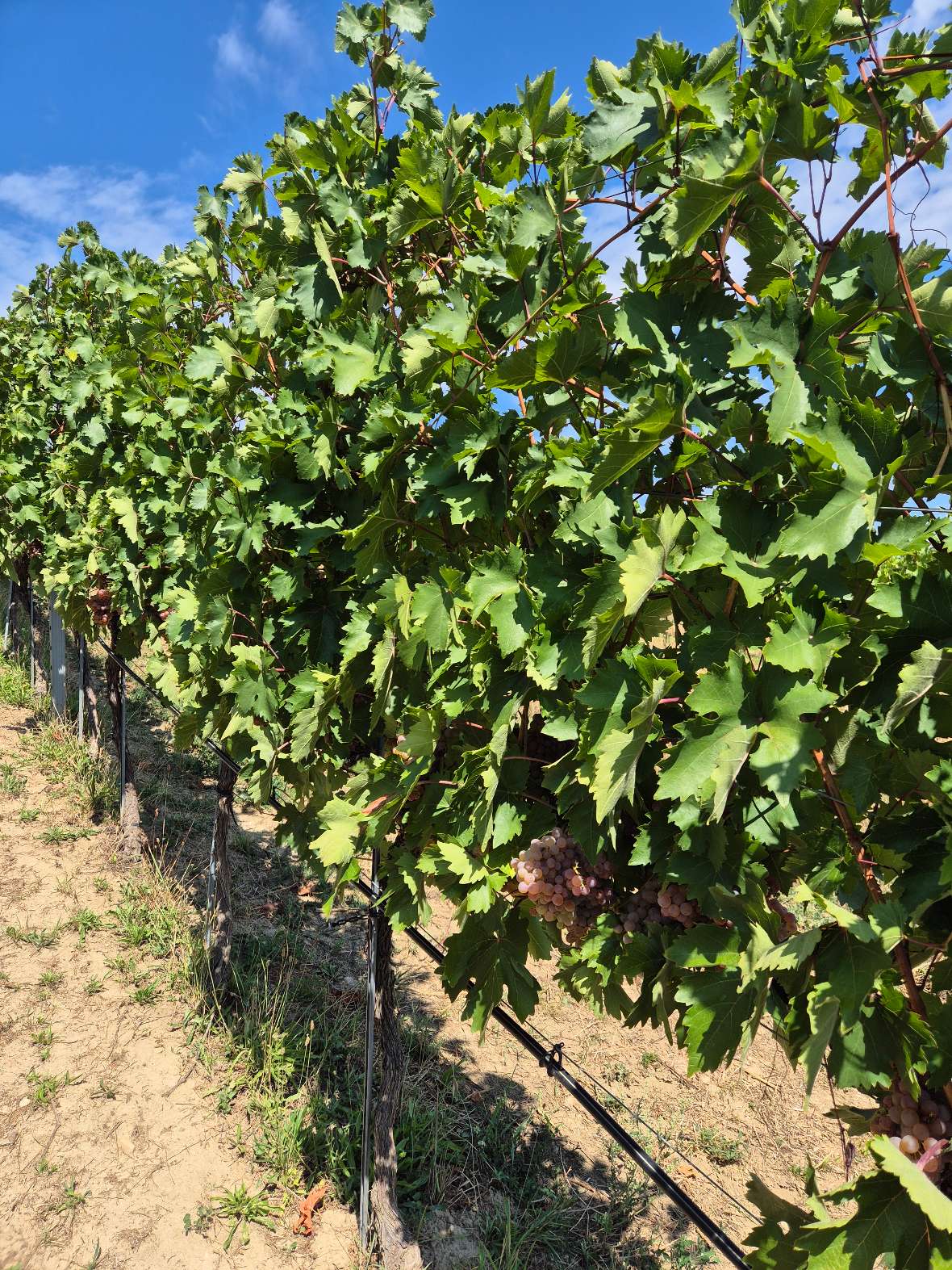 Roter Veltliner - tropfbewäsert