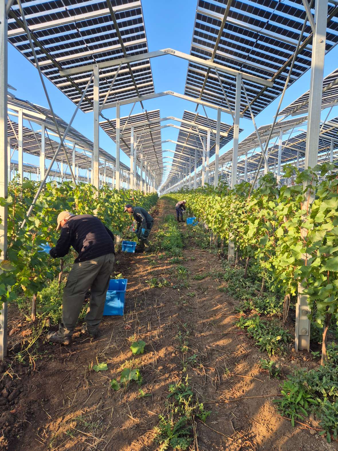 Lese und Auswertungen im Fotovoltaikweingarten am 15. September 2026