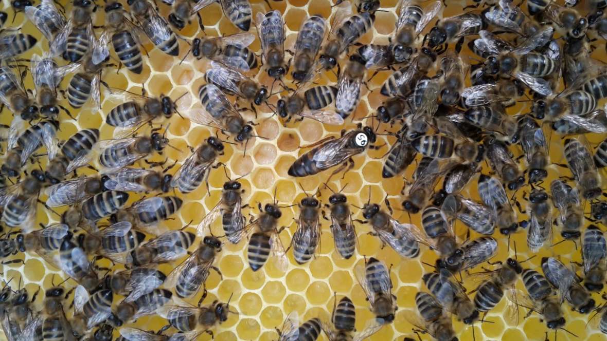 Eine Bienenmutter in einem Bienenstock mit vielen anderen Arbeiterinnen