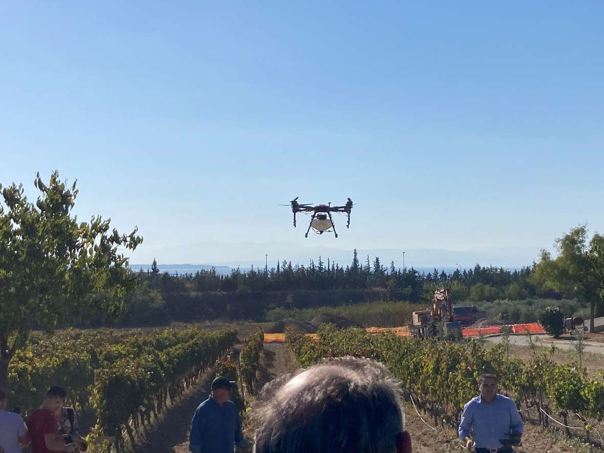 Drohne im Weingarten