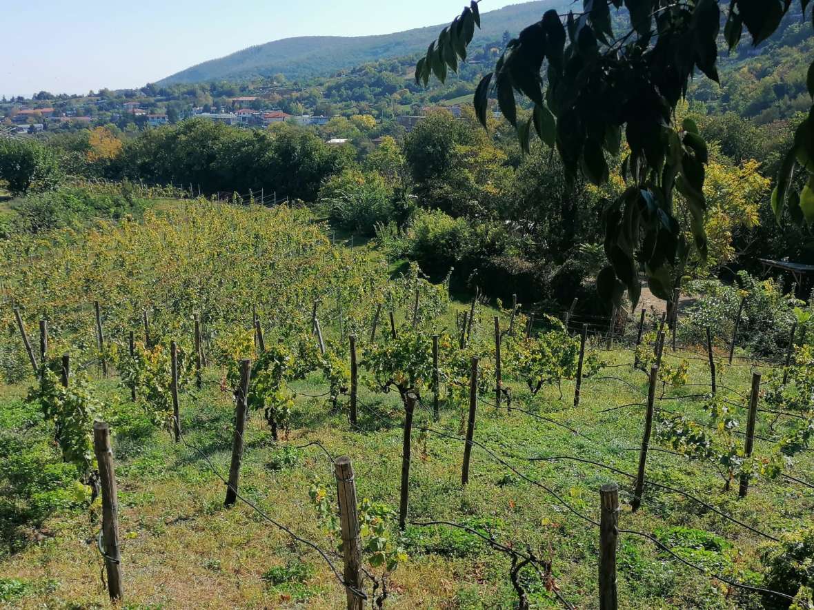 Weingarten Domaine Dalarama