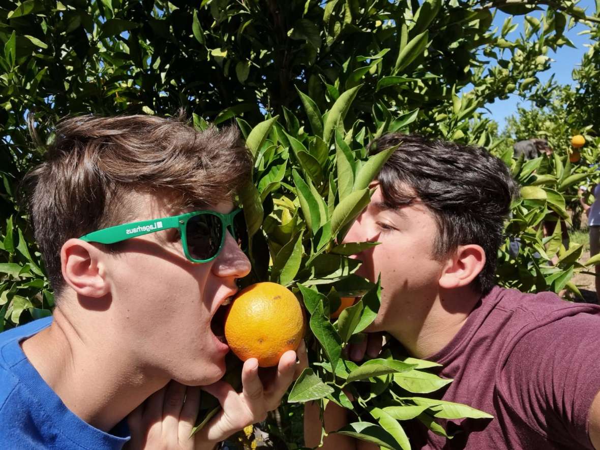 Orangenbaum mit Schülern