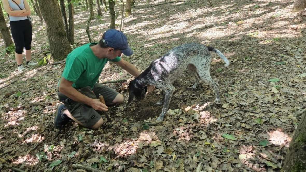Trüffelhund
