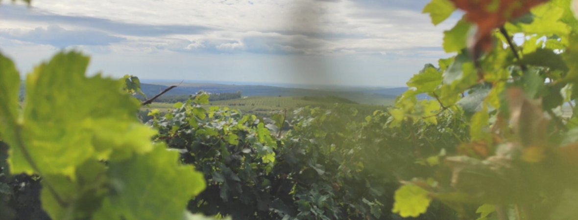 Blick über Weingärten