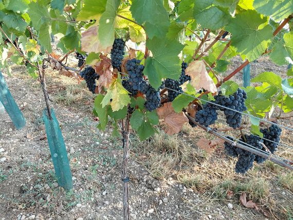 Trockenschäden bei Cabernet Sauvignon