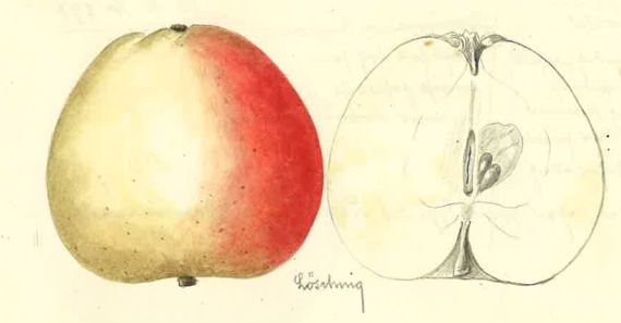 Handgezeichneter Apfel von Josef Löschnig 1932