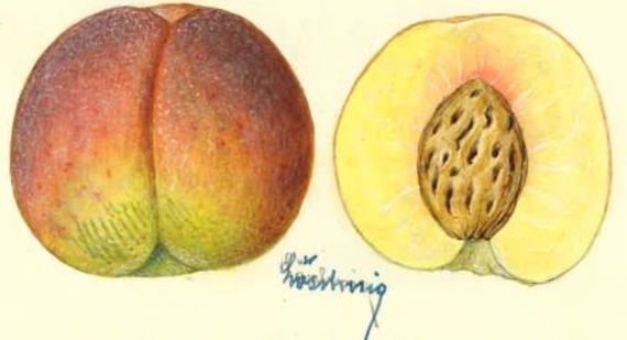 handgezeichneter Pfirsich von Josef Löschnig