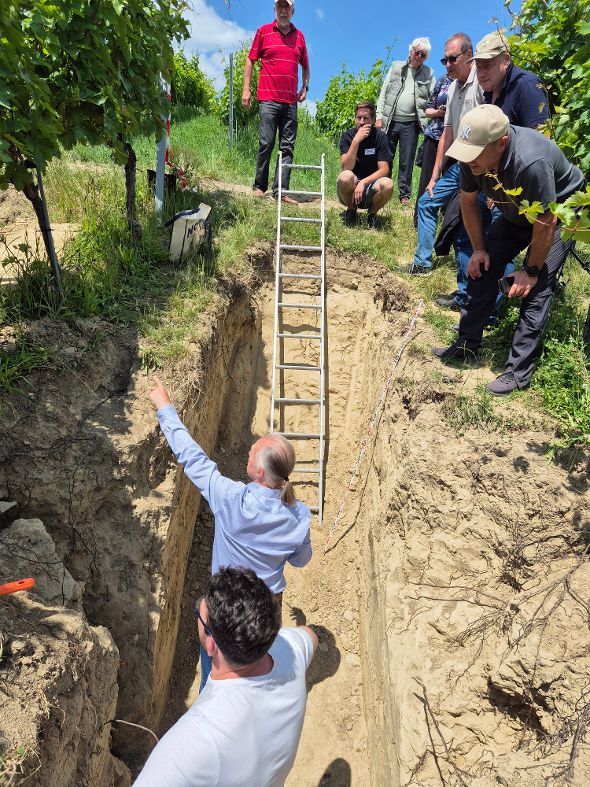 Feldtag - Erläuterungen zum freigelgten Rebwurzelsystem Feldtag - Erläuterungen zum freigelgten Rebwurzelsystem