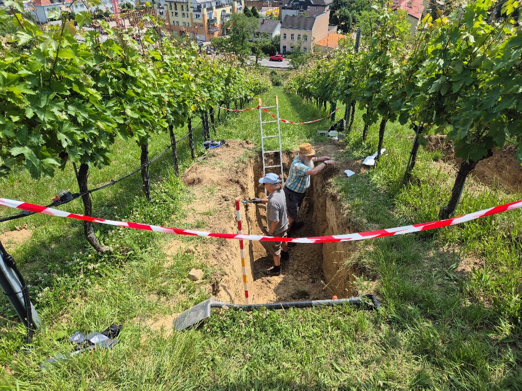 Rebwurzelfreilegungsarbeiten Rebwurzelfreilegungsarbeiten