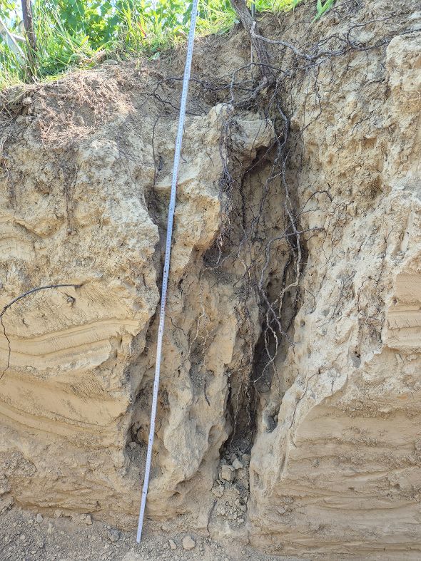 Wurzelsystem eines nicht bewässerten Rebstocks Wurzelsystem eines nicht bewässerten Rebstocks