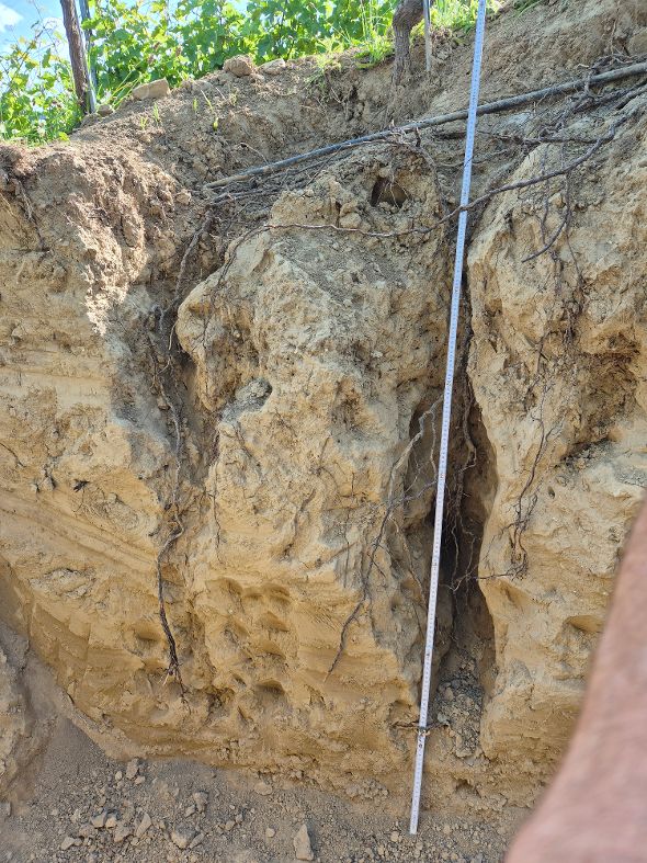 Wurzelsystem eines unterflurbewässerten Rebstocks Wurzelsystem eines unterflurbewässerten Rebstocks