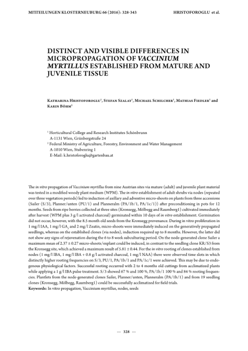 Deutlich sichtbare Unterschiede bei der Mikrovermehrung von Vaccinium myrtillus aus adultem und juvenilem Gewebe