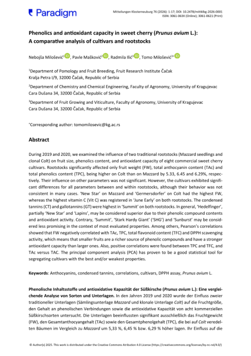 Phenolics and antioxidant capacity in sweet cherry (Prunus avium L.):  A comparative analysis of cultivars and rootstocks 